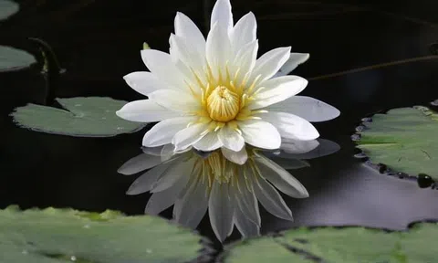 Năm 2024: 3 con giáp này có mối quan hệ rất tốt với mọi người, tài vận cực vượng, tỷ lệ thành công tăng cao