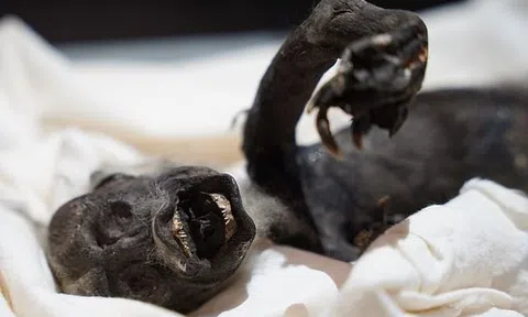 Giải mã bí ẩn 'nàng tiên cá Fiji' với thân khỉ, đuôi cá, tay bò sát từng khiến nhân loại rợn người