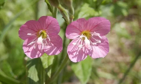 Từ tháng 11: 3 con giáp này đón gió đông, may mắn song hành, tài lộc tăng vọt