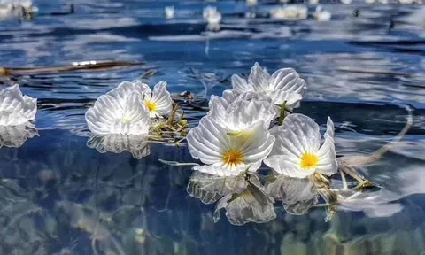 Từ ngày 3/11: 3 con giáp này được quý nhân, Thần Tài bảo hộ, biết chớp cơ hội thì chẳng mấy mà giàu