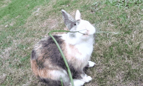 Vế sau của thành ngữ 'Thỏ không ăn cỏ gần hang' là gì mà khiến nhiều người tâm đắc?