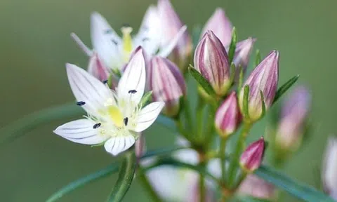 Sau ngày 8/11: 3 con giáp thoát khỏi vận rủi, tài vận bừng sáng, kiếm tiền thế như chẻ tre