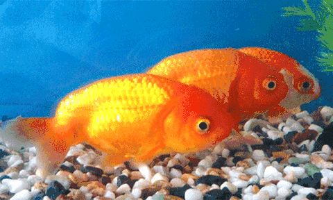 Vì sao cá nước ngọt không thể sống ở biển?