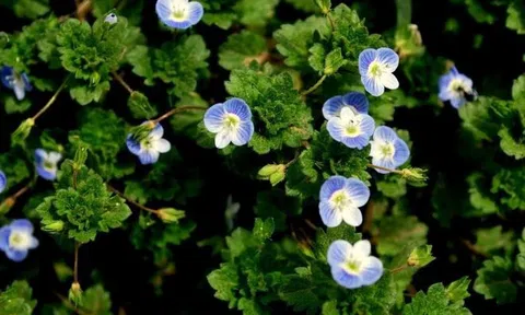 Từ 11-22/11: Top 3 con giáp nỗ lực sẽ có có vận khí cầu vồng, tài lộc dồi dào, sự nghiệp không bại