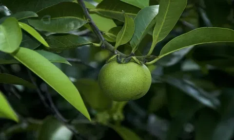 Loại cây nguy hiểm nhất thế giới, không thể chạm vào, chặt hạ hay đốt cháy