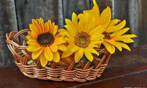 15 ngày nữa: 3 con giáp này khổ tận cam lai, chuẩn bị đón tin vui tình, tiền