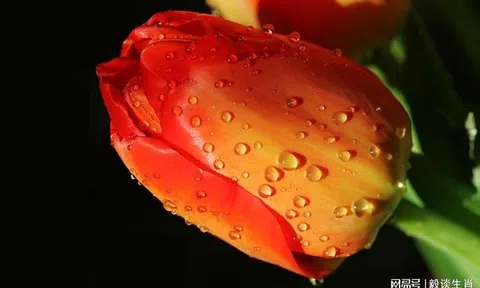 Nửa đầu năm 2024: 3 con giáp này có gan chớp cơ hội thì sẽ ‘gối lên tiền mà ngủ’