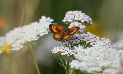 Từ ngày mai, 3 con giáp này gặp quý nhân đúng chu kỳ đổi vận, làm ăn có số có má, tiêu tiền không còn phải nghĩ