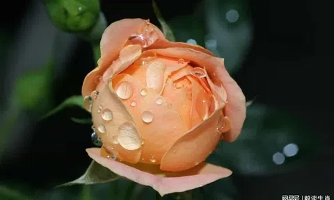 Sao tài lộc tỏa sáng rực rỡ, 3 con giáp này vận may ập tới, đếm tiền mềm tay từ 24/11 đến 12/12