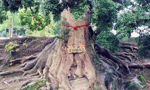 Loại gỗ quý hơn vàng, cây giống lại rẻ bèo nhưng tại sao không ai muốn trồng?