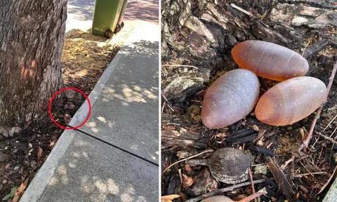 Phát hiện 3 vật thể lạ hình trứng, màu hồng trước sân nhà, người phụ nữ tá hỏa khi biết sự thật