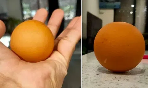 Gà nhà đẻ được quả trứng hiếm 'tỷ quả có một', người đàn ông sắp vỡ bấm món tiền khủng