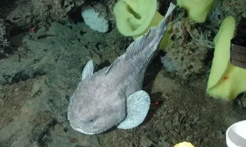 Loài cá bị 'body shaming' nhất thế giới, ở dưới nước thì đại lãn, lên cạn xấu ma chê quỷ hờn