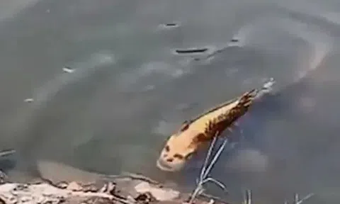 Run lẩy bẩy khi thấy cá chép 'mặt người' lượn lờ ven hồ