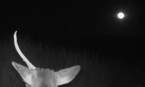 Giật bắn mình thấy 'kỳ lân' ngoài đời thực đang lảng vảng kiếm ăn dưới ánh trăng