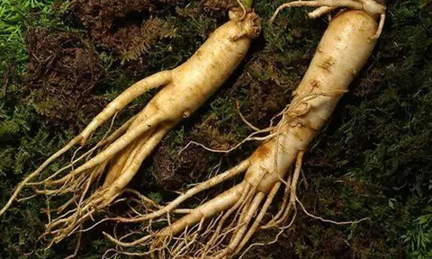 Đào được 'củ nhân sâm' trong trường, nữ sinh tò mò nếm thử và cái kết 'hú hồn'