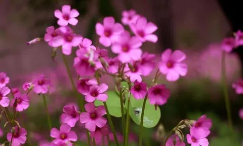 Phụ nữ lâu ngày thiếu tình yêu: Bạn có phải nạn nhân của 4 biểu hiện 'bất thường' này?