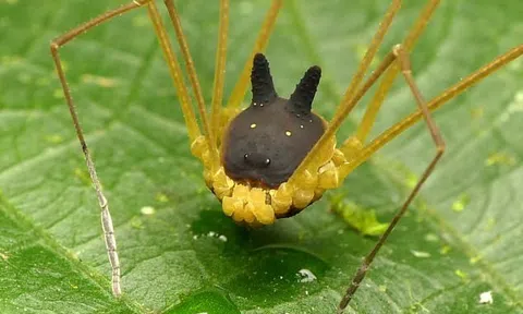 'Xịt keo' khi phát hiện sinh vật lạ có chân nhện, mình chó, tai thỏ ẩn mình giữa rừng