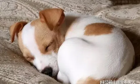 Tư thế ngủ của chó cưng chứng tỏ trong lòng chúng không có chủ nhân