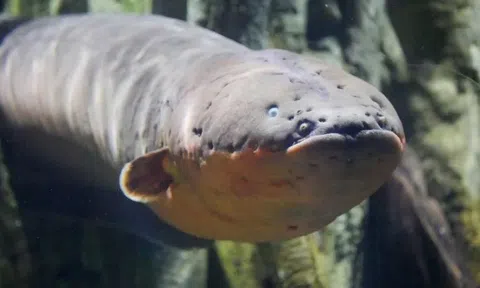 Chuyên gia đứng hình khi phát hiện sinh vật biết làm 'điện di', truyền DNA vào những loài ở gần