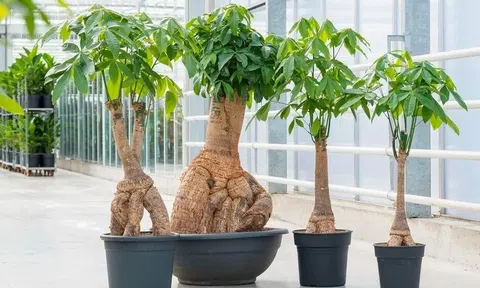 Đặt 4 thứ trước cửa nhà, người nghèo có thể trở nên giàu, người giàu có thể  giàu hơn