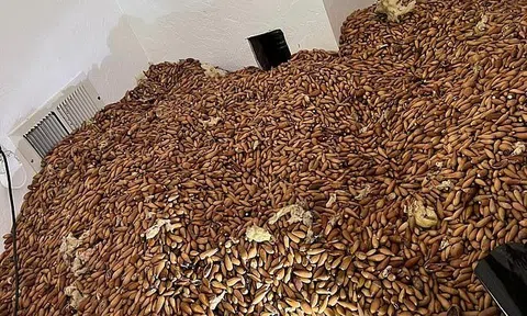 Đục lỗ trên tường, người đàn ông kinh hãi khi thấy thứ tràn ra phủ kín sàn nhà