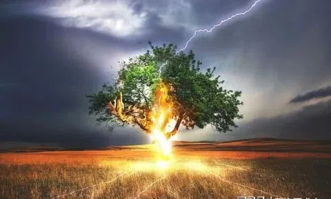 Tại sao khi sét đánh, cây cối bị chẻ đôi, con người chỉ bị bỏng?