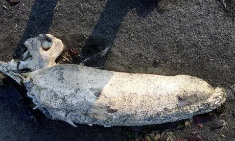 Đang đi dạo dọc bờ biển, 2 người đàn ông chạm mặt 'quái vật biển' dị thường, giới khoa học sục sôi khi chứng kiến