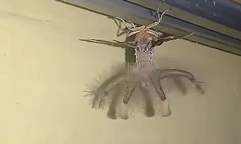 Ngước lên trần nhà, người đàn ông 'đứng hình' vì sinh vật có cánh giống người ngoài hành tinh đang bò lổm ngổm