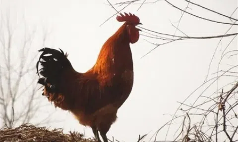 Làm sao gà trống biết được thời gian và luôn gáy đúng giờ? Sự thật mới được bật mí 10 năm trước