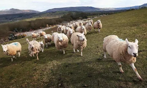 Hàng vạn con cừu phá chuồng, bỏ chạy thục mạng trong đêm trở thành bí ẩn suốt 135 năm