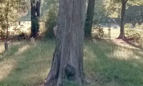 Nổi da gà khi thấy cái bóng kỳ dị ẩn nấp trong nghĩa trang lúc dùng Google Maps