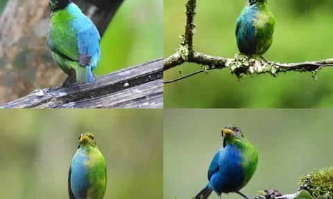 Lần thứ 2 chụp được con chim nửa trống, nửa mái cực hiếm trong tự nhiên, giới khoa học sững sờ