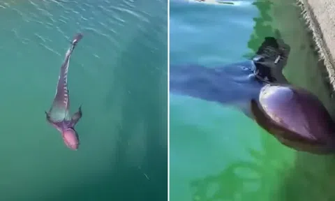 'Thủy quái' cực hiếm và kỳ dị nhất đại dương lượn lờ trên mặt biển, hàng trăm nghìn người sục sôi khi biết danh tính