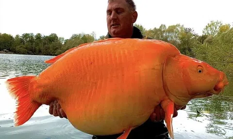 Bắt được 'thủy quái' màu vàng cam, nặng bằng em bé 10 tuổi, ngư dân có hành động ấn tượng