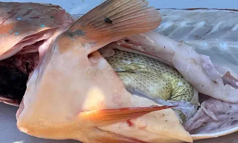 Mổ cá hồi, ngư dân choáng váng phát hiện vật thể còn nguyên vẹn bên trong