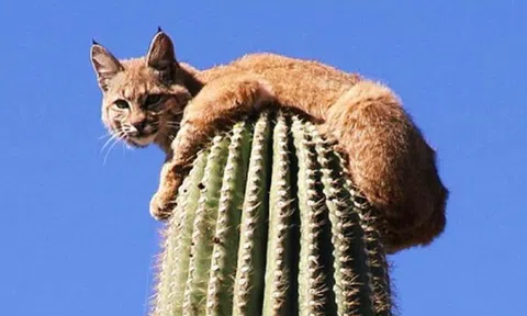 Trốn sư tử, linh miêu leo tót lên ngọn xương rồng cao 12m, ngồi chễm chệ nhìn kẻ thù bất lực