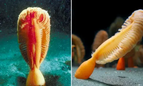 Đỏ mặt khi bắt gặp sinh vật lạ, trông như 'của quý' ngoài khơi Australia