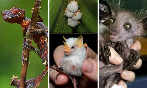 20 loài động vật kỳ lạ nhất hành tinh, khiến bạn mắt chữ A, mồm chữ O