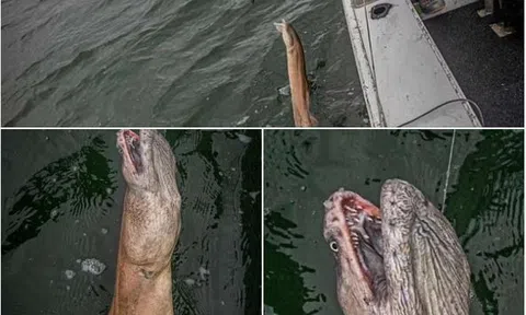 Rùng mình câu được thủy quái khổng lồ với đôi mắt trợn trừng, miệng rộng như hang và hàm răng sắc nhọn