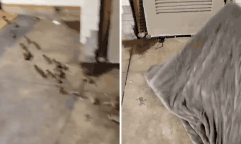 Sởn gai ốc trước cảnh đàn chuột ào ra từ tấm chăn của người vô gia cư, bỏ chạy tán loạn