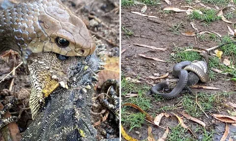 Cận cảnh rắn độc say mồi, bị 'tác động vật lý' vẫn khư khư ngậm đồ ăn trong miệng