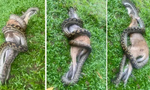 Nuốt chửng được nửa con chuột túi, trăn bụi mắc nghẹn đành làm ngay một việc để giữ mạng