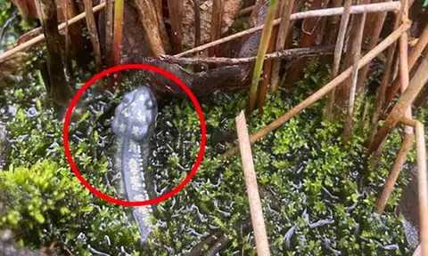 Tá hỏa vì sinh vật lạ trồi lên từ chậu cây cảnh, đang chuẩn bị gọi cứu viện thì gặp 'cú twist' bất ngờ