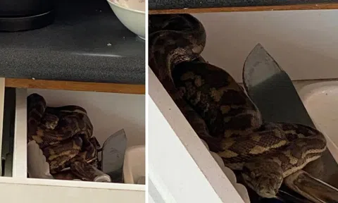 Mở ngăn kéo tủ bếp, người đàn ông giật bắn thấy trăn thảm khổng lồ nằm thù lù bên trong, vội lao ra cầu cứu vợ