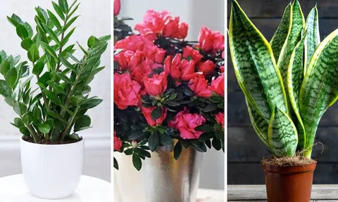 6 loài hoa “thích uống giấm”, 2 tuần một lần lá xanh tươi, hoa nhiều, càng tưới càng đẹp