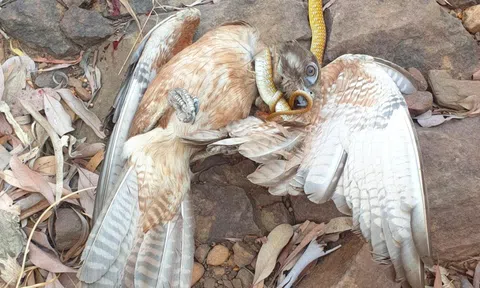 Bị chim ưng tấn công, rắn cây xanh 'lội ngược dòng' ngoạn mục khiến 'chúa tể bầu trời' sợ trợn mắt