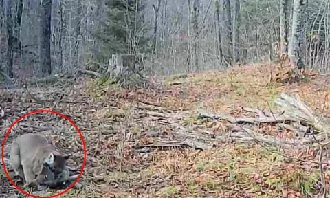 Bắt quả tang sinh vật tuyệt chủng từ những năm 1900  đang rình mồi, thợ săn ớn lạnh