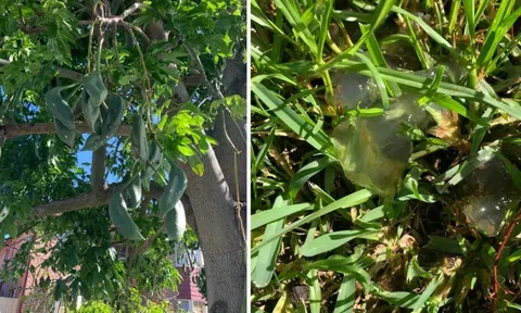 Sau mưa, cây trong vườn rớt 'cục bầy nhầy' giống như sứa biển, chủ nhà hoang mang cầu cứu