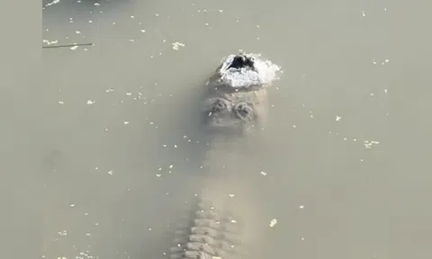 Cá sấu ngủ trong băng như 'thịt đông', chỉ một bộ phận dọa người hở ra ngoài